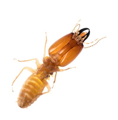 Dr. Termite