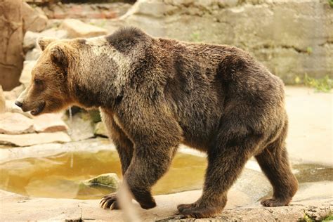 Protecting Grizzly Bear Habitat for Bears and Ecosystems