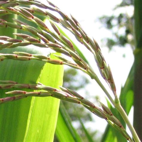 Mexican Teosinte (Zea mexicana) seeds