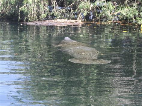 AQUAVISION MANATEE TOURS (2026) All You Need to Know BEFORE You Go ...