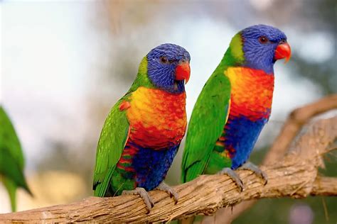 Image result for Colourful Birds Compilation