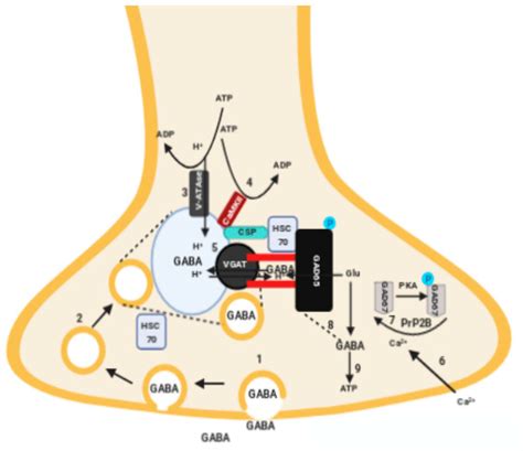 Neurological Syndromes Associated with Anti-GAD Antibodies