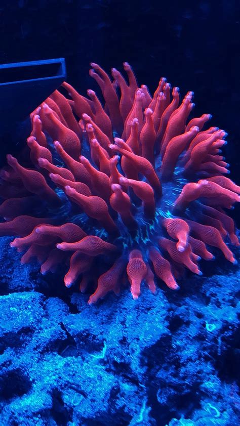 Black Widow Anemone - Harry's Marine Life