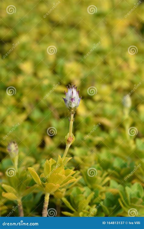 Scaredy Cat Plant stockbild. Bild von botanik, betrieb - 164813137