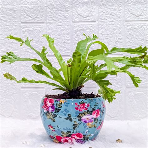 Buy Asplenium Nidus In A Sky Blue Printer Metal Pot