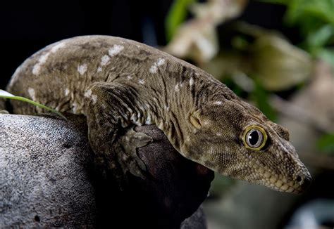 Real Monstrosities: New Caledonian Giant Gecko
