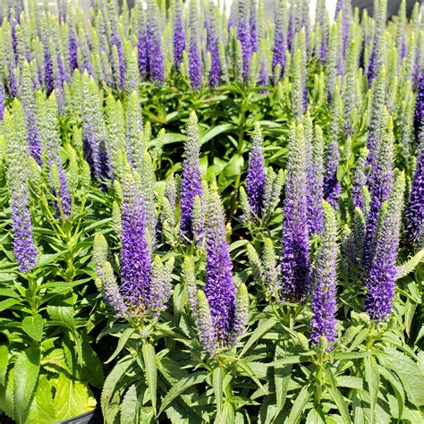 Veronica ‘Royal Candles’ (Spike Speedwell) - Cavano’s Perennials