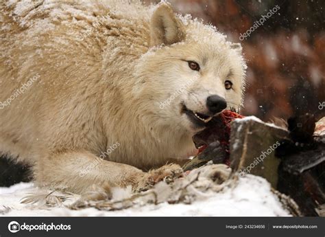 Wolf Animal Eating