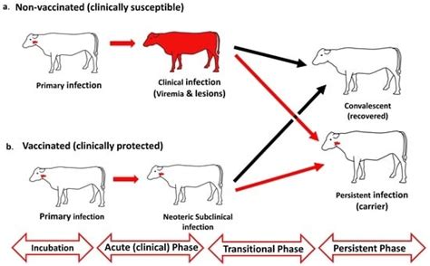 The Carrier Conundrum; A Review of Recent Advances and Persistent Gaps ...