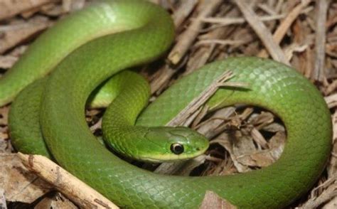 Snakes in Michigan – An Overview of the 15 Native Species – Pets Hyme