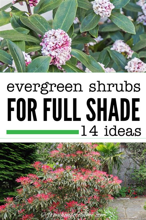 Evergreen Plants For Shade In North Texas at Amelie Woolley blog