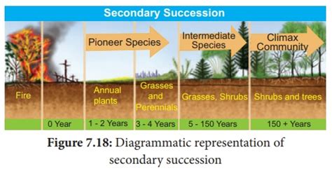 Image result for Secondary Succession Fire Example
