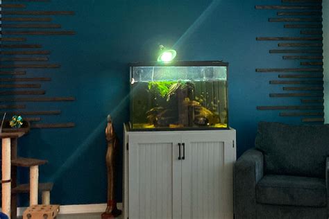 Setting Up a Turtle Tank 的图像结果