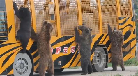 上海野生动物园饲养员被熊群攻击遇难 猛兽区已关闭(含视频)_手机新浪网