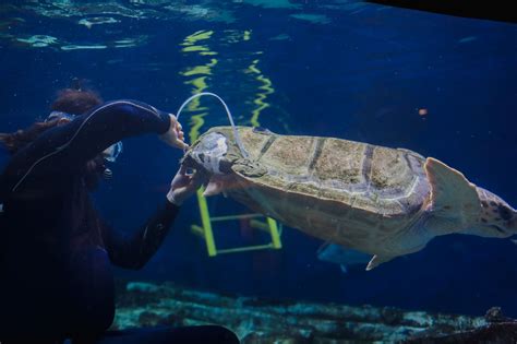 Image result for Turtle Brace Tutorial