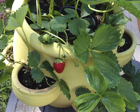 Strawberry Pot Planting Ideas at Julia Belcher blog