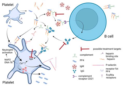 Novel Knowledge about Molecular Mechanisms of Heparin-Induced Thrombocytopenia Type II and ...