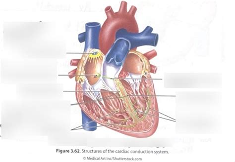 Image result for Cardiac Conduction System Flowchart
