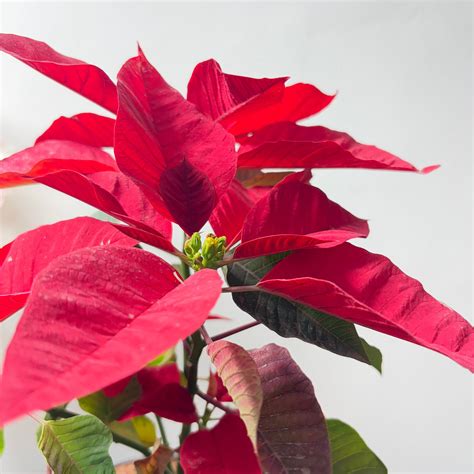 Easy-to-Grow Indoor Plants That Will Thrive Even in Low Light | Homebagh