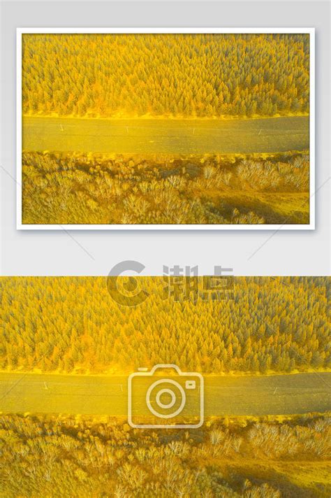 金色松林秋日景色秋天防火带摄影图1024*1540图片素材免费下载-编号1323611-潮点视频