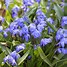 Image result for Little Blue Spring Flowers