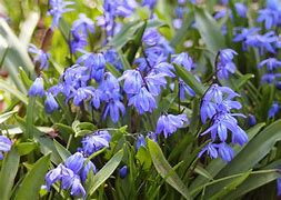 Image result for Spring Lawn Flowers Blue