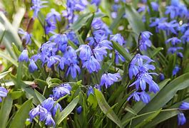 Image result for Blue Spring Flowers April Landscapes