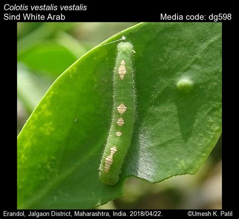 Colotis vestalis | Butterfly