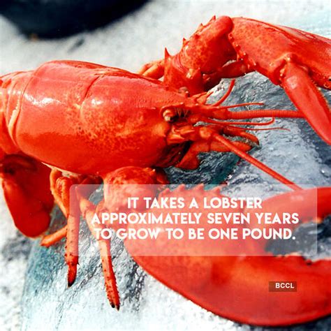 It takes a lobster approximately seven years to grow to be one pound ...