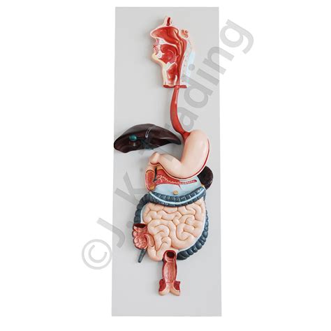 Image result for Digestive System Model BBC