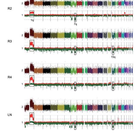 Image result for Copy Number Variation by SNP Array