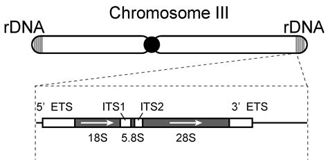 Comparative Research: Regulatory Mechanisms of Ribosomal Gene ...