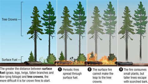 Why Forest-Killing Megafires Are The New Normal : NPR