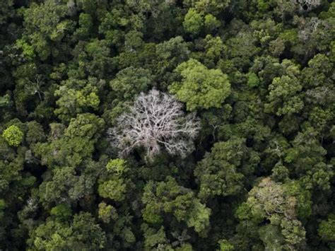 Google's New AI Platform Will Help Cities Plant Trees Smartly To Limit ...