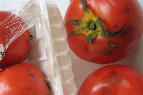 养番茄好不容易结果，果实底部却出现腐烂的情况，怎么解决？__财经头条