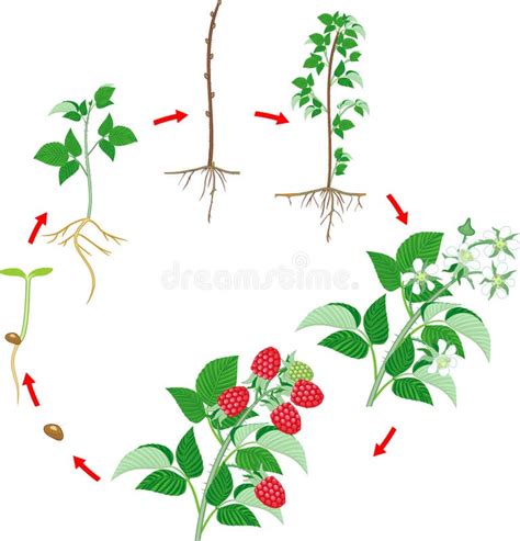 Raspberry Growing Time-Lapse 的图像结果