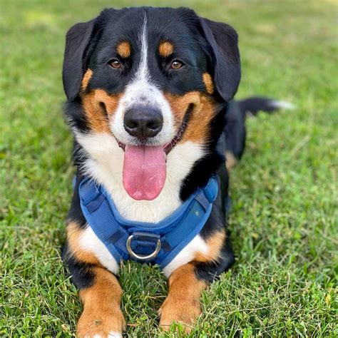 Bernorgi | Bernese Mountain Dog & Corgi Crossbreed