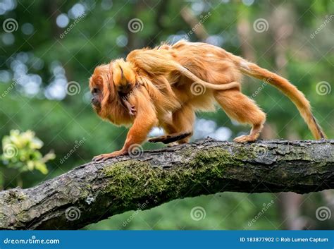 Golden Lion Tamarin Leontopithecus Rosalia, Female with Young Stock ...