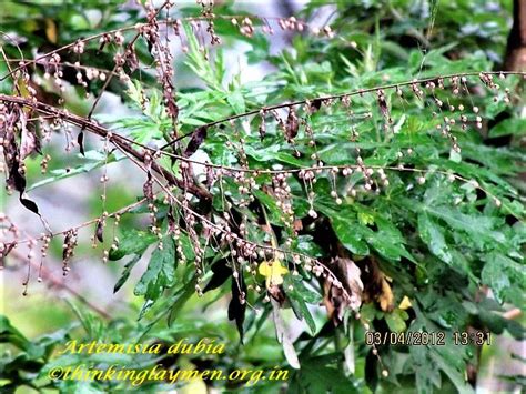 Medicinal Plant Details