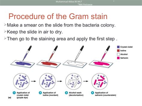 Preparation Gram Stain 的图像结果
