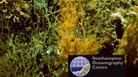 Deep-water coral off Irish west coast changing at ‘alarming’ rate – The ...