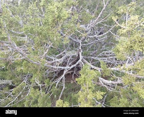 California juniper (Juniperus californica) Plantae Stock Photo - Alamy