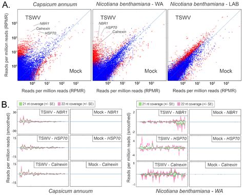 Tospoviruses Induce Small Interfering RNAs Targeting Viral Sequences ...