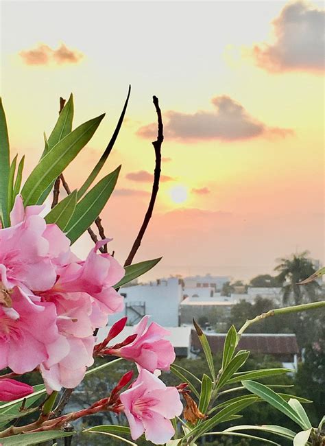 THE FRENCH VILLA ELITE (Pondicherry) - Lodge Reviews, Photos, Rate ...