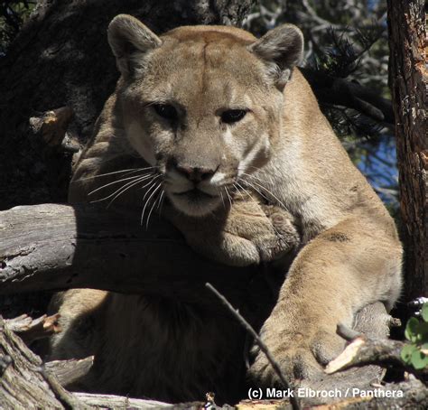 Black Mountain Lion Texas