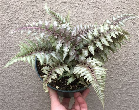 Japanese Fern Plant