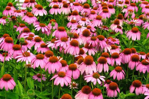 Companion Flowers For Coneflowers at Beverly Kiker blog