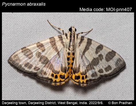 Pycnarmon abraxalis | Moths