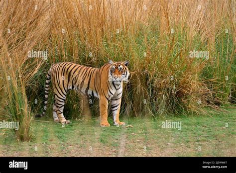 Bengal Tiger Bing Wallpaper 的图像结果