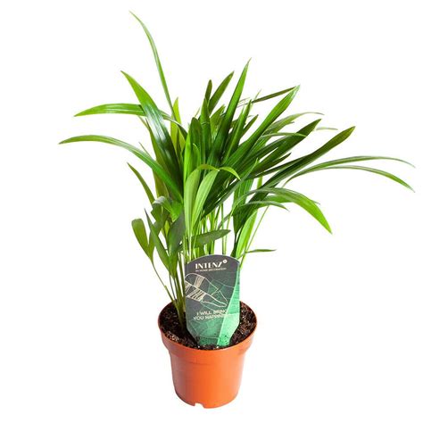 Buy Areca Palm - Dypsis Lutescens Tree , Also Known as Bamboo Palm ...